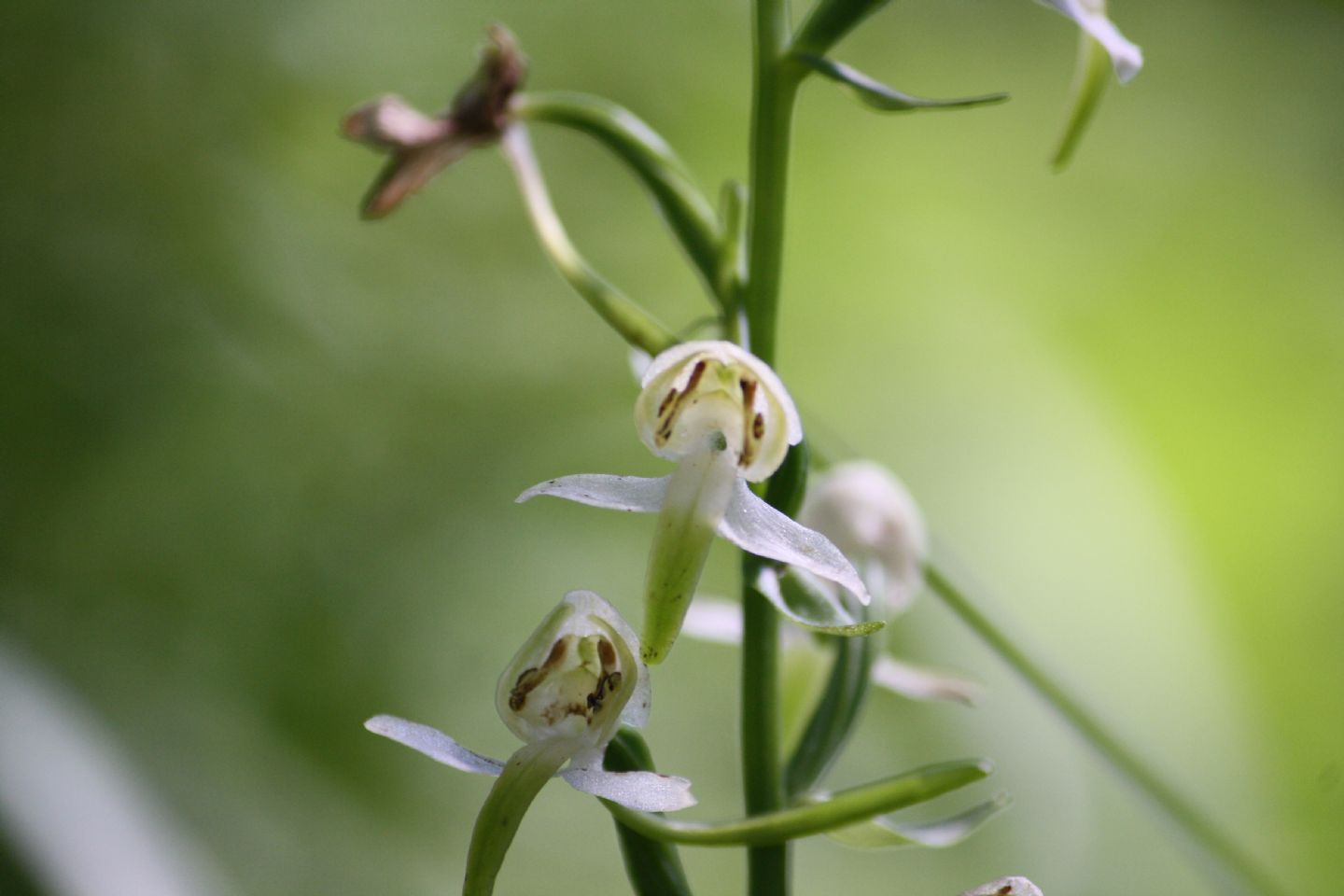 Platanthera chlorantha